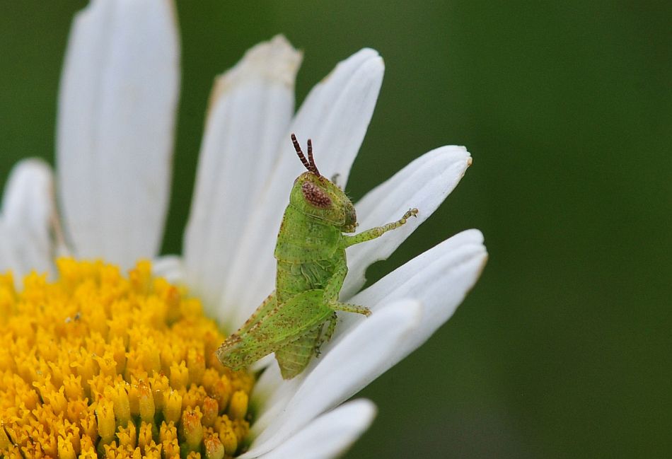 La vita in un fiore - seconda parte